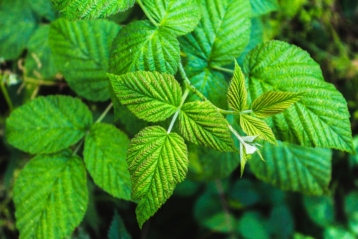 Key Benefits of Nettle Leaf for Men’s Health